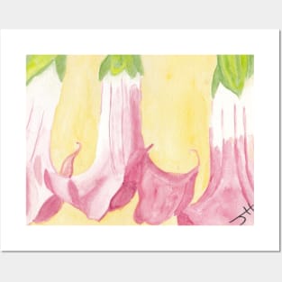 Brugmansia Posters and Art